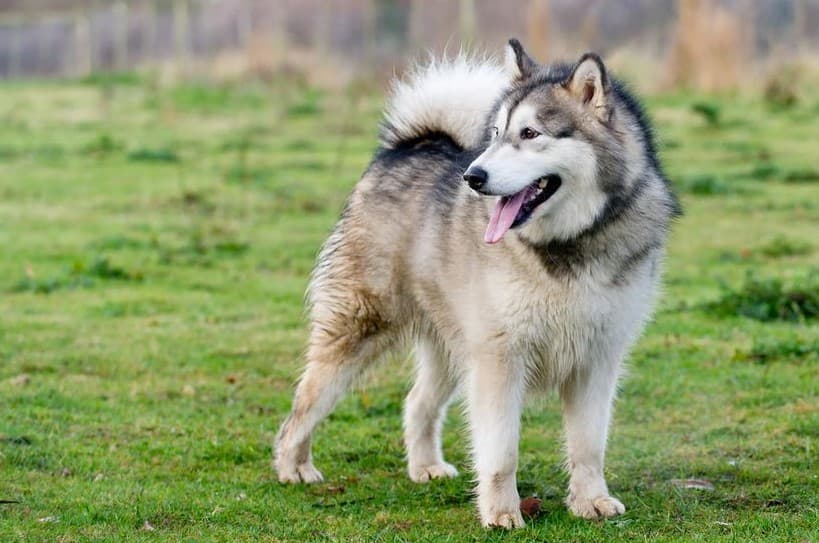 Immagine di un Alaskan Malamute che gioca