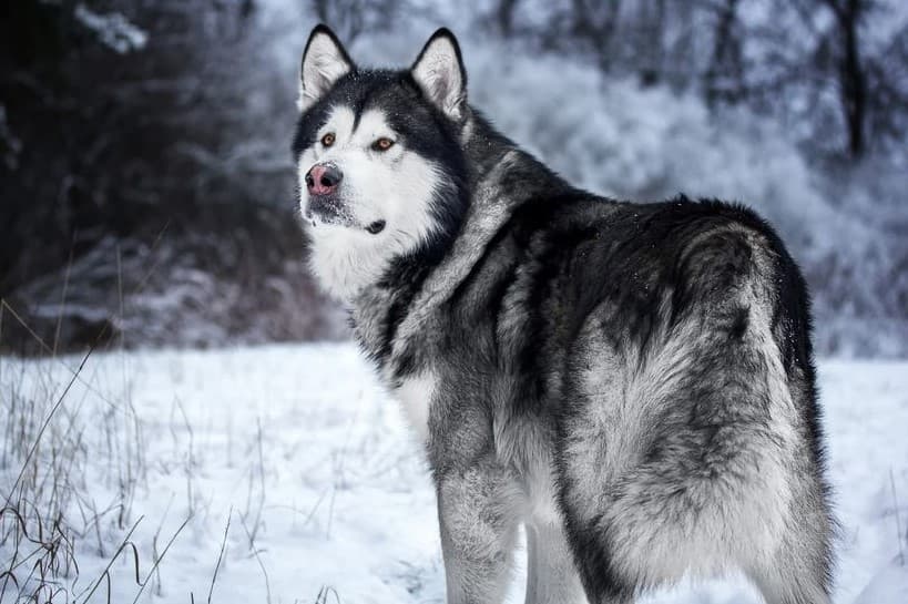 Immagine dell'Alaskan Malamute sulla neve