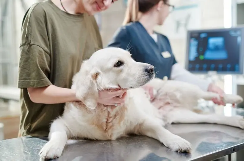 Cancro nei cani: immagine introduttiva