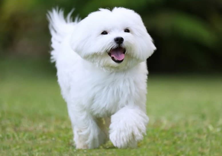 Immagine di un cane Maltese che corre