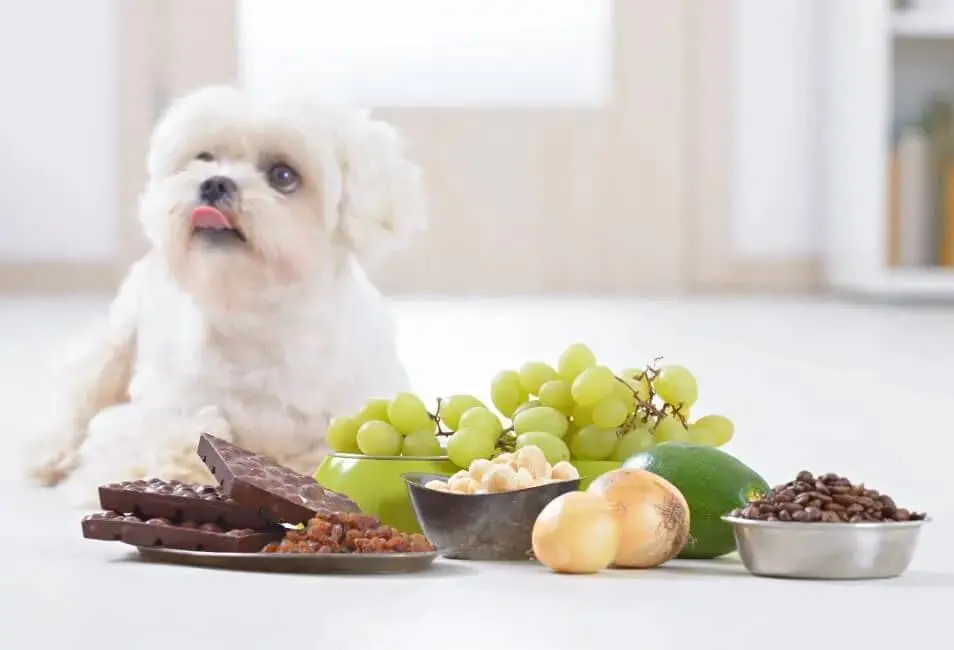 Cibi tossici per i cani: immagine introduttiva all'articolo