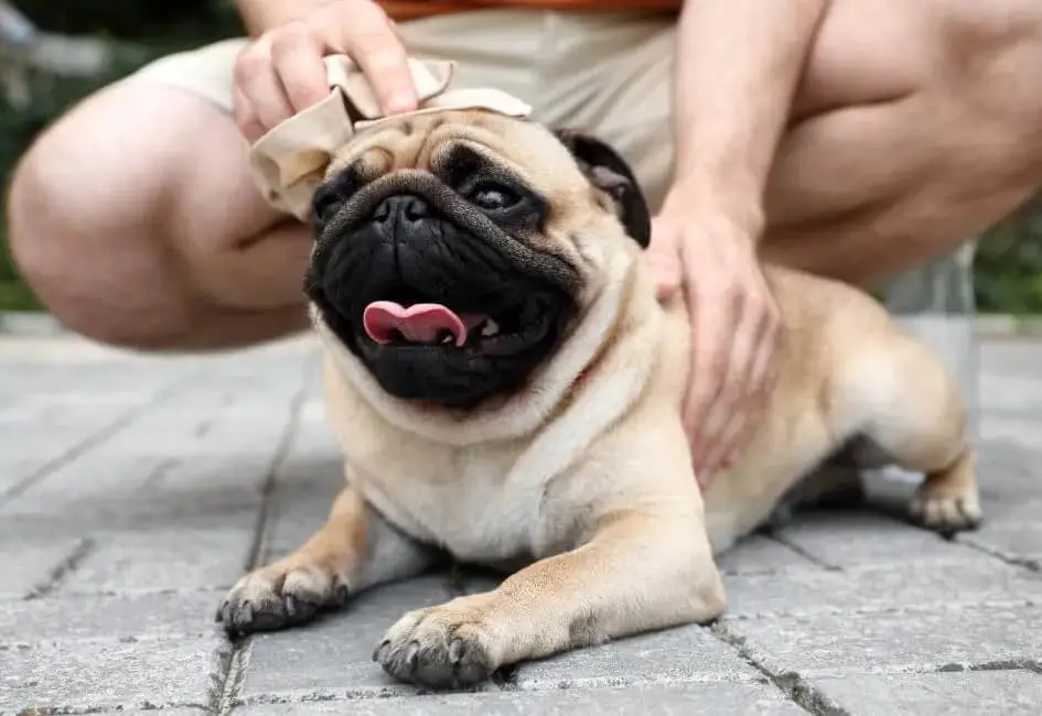 Colpo di calore nei cani: immagine introduttiva