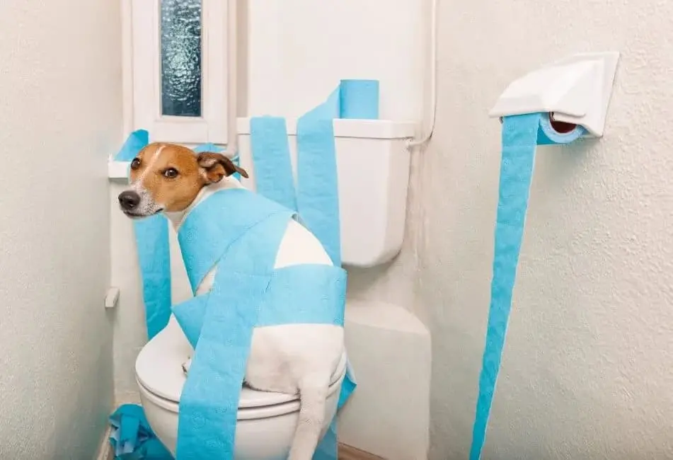 Diarrea nel cane: immagine introduttiva