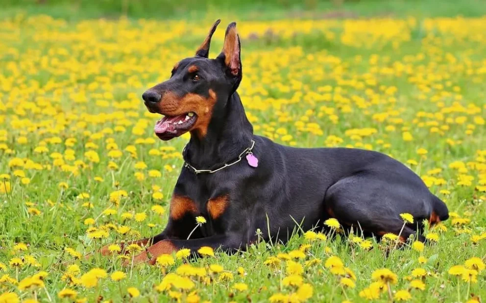 Dobermann: immagine introduttiva