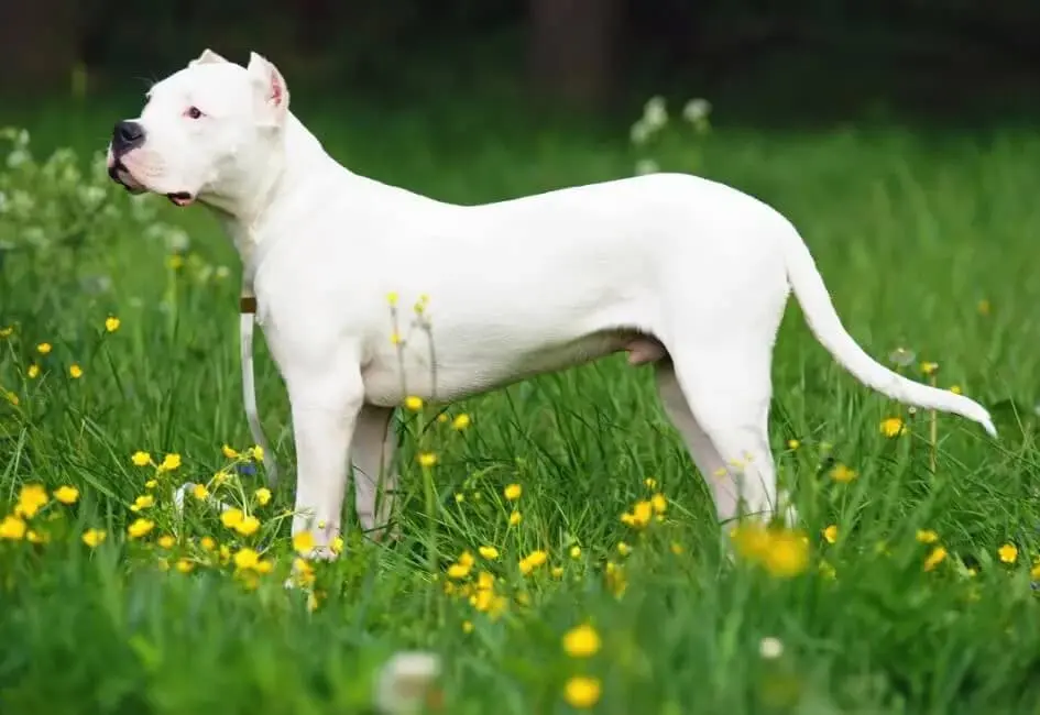 Dogo argentino: immagine introduttiva