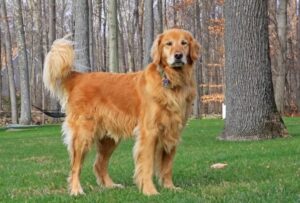 Golden Retriever: immagine di introduzione alle FAQ