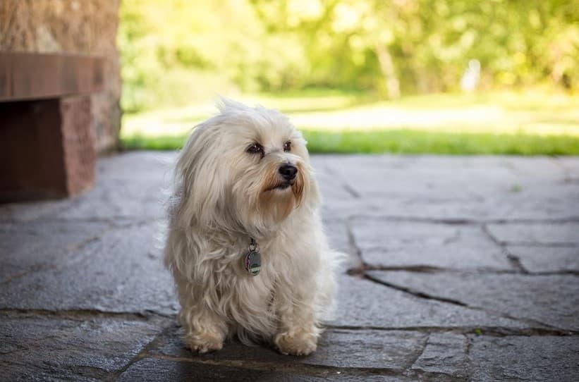 Immagine di un Havanese seduto
