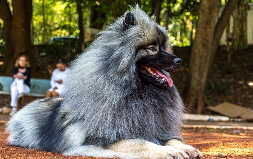 Keeshond seduto: domande frequenti sulla razza