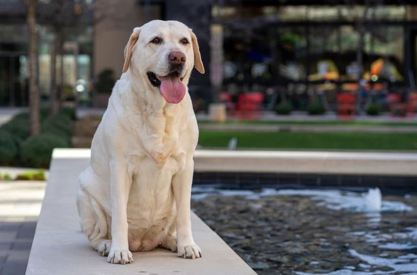 Labrador Retriever seduto