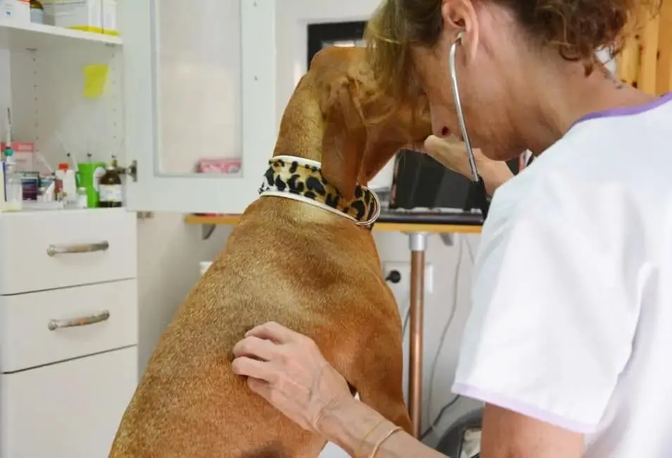 Malattia di Von Willebrand nei cani: immagine introduttiva