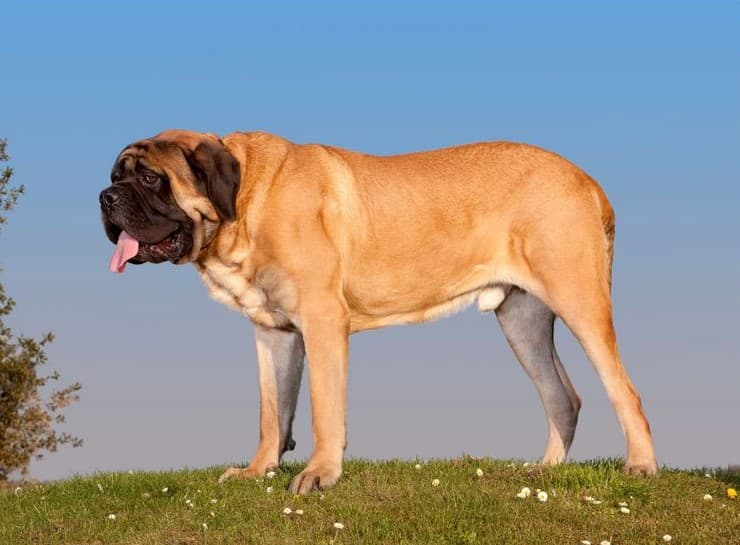 Immagine di un mastino su un prato