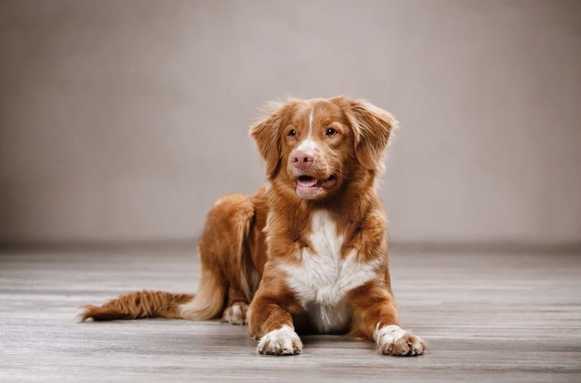 Immagine di un Nova Scotia Duck Tolling Retriever suduto
