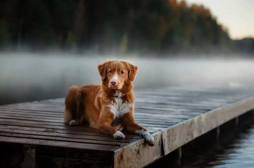 Nova Scotia Duck Tolling Retriever: immagine introduttiva