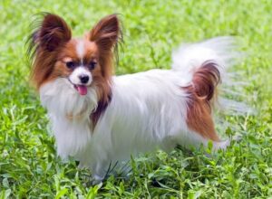 Immagine di un cane Papillon che gioca sull'erba