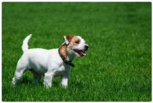 Immagine di un Parson Russel Terrier sull'erba