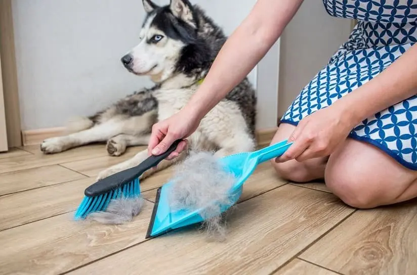 Perdita di pelo del cane: immagine introduttiva