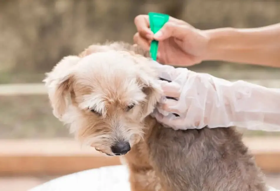 Prevenzione di pulci e zecche nel cane: immagine introduttiva