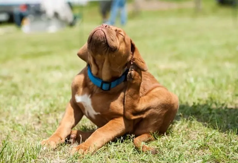 Prurito nel cane: immagine introduttiva