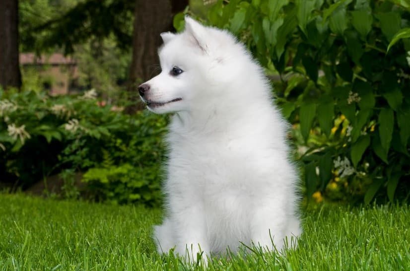 Immagine di un Amercan Eskimo Dog seduto sull'erba
