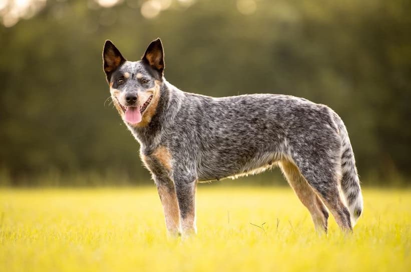 Immagine di un Australian Cattle Dog nell'erba