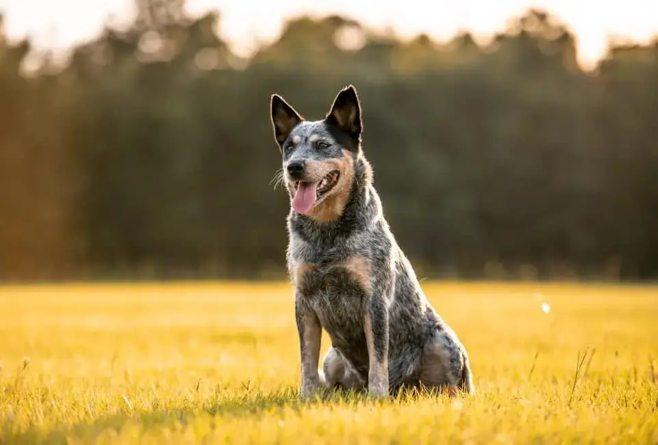 Australian Cattle Dog: immagine introduttiva