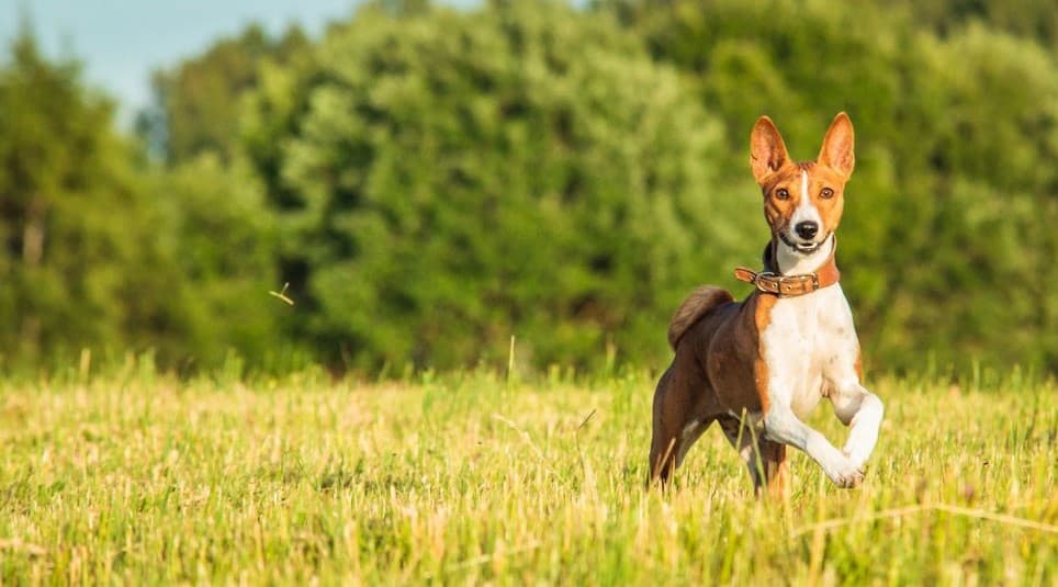 Immagine di un Basenji che corre nell'erba