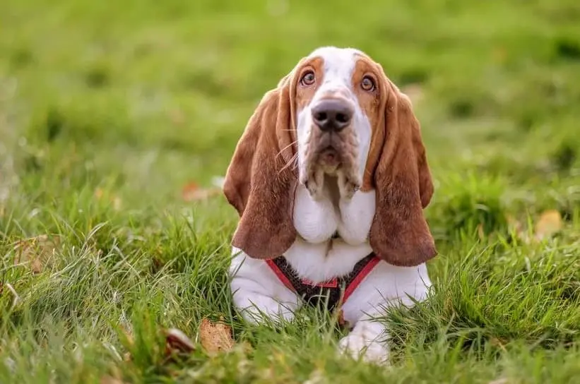 Immagine di un Basset Hound disteso sull'erba