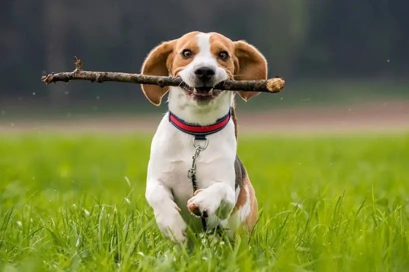 Immagine di un Beagle che gioca con un bastone