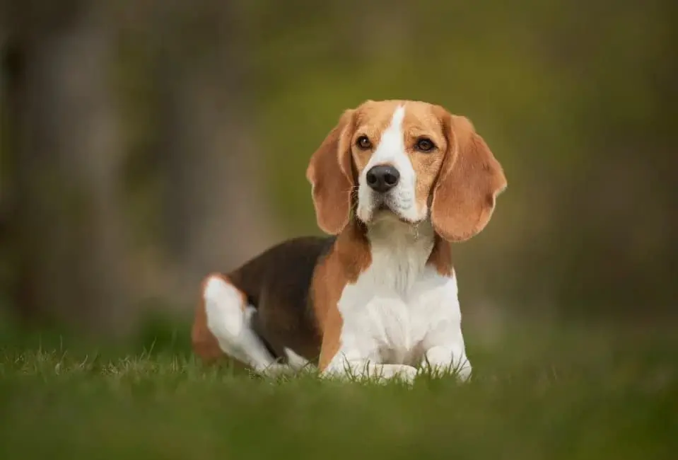 Beagle: immagine introduttiva