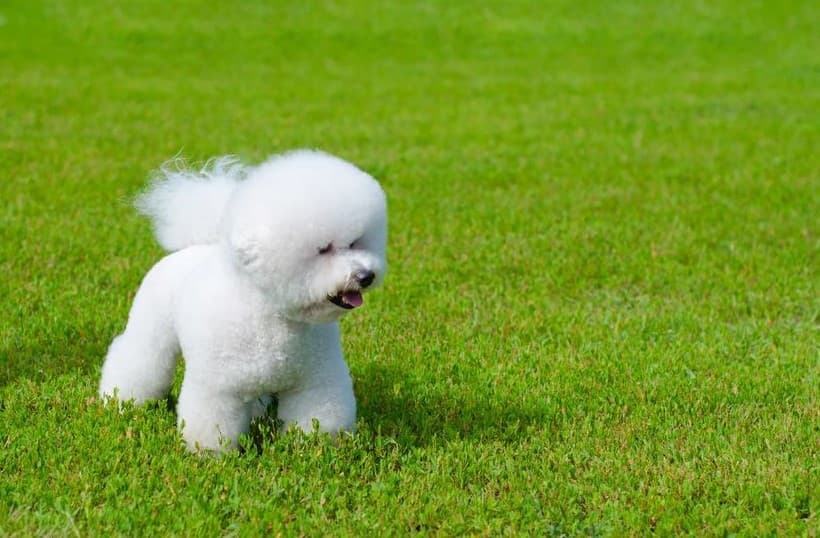 Immagine di un Bichon Frisè che gioca nel prato