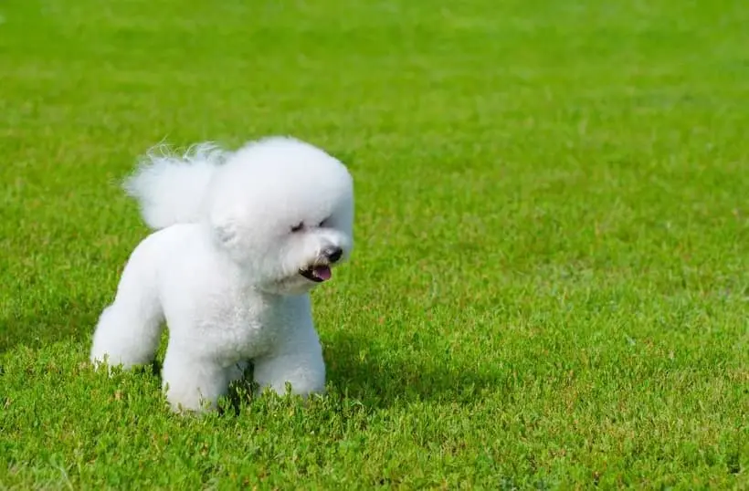 Immagine di un Bichon Frisè che gioca nel prato