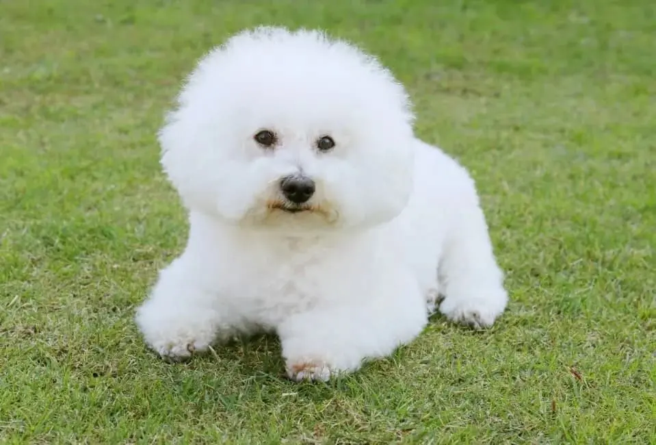 Bichon Frisè: immagine introduttiva