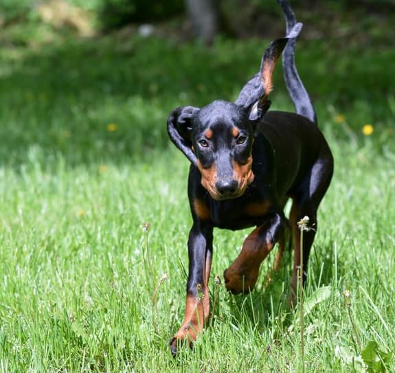 Immagine di un Black And Tan Coonhound che corre nell'erba
