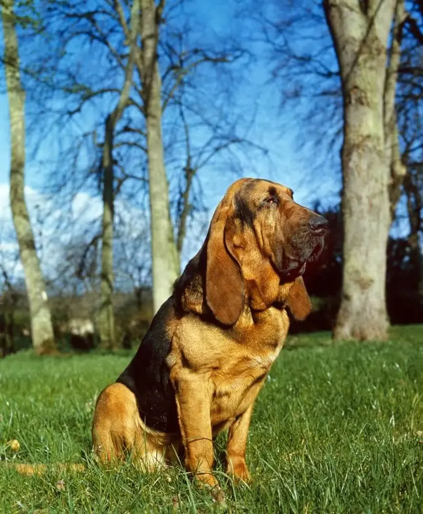 Bloodhound: immagine introduttiva