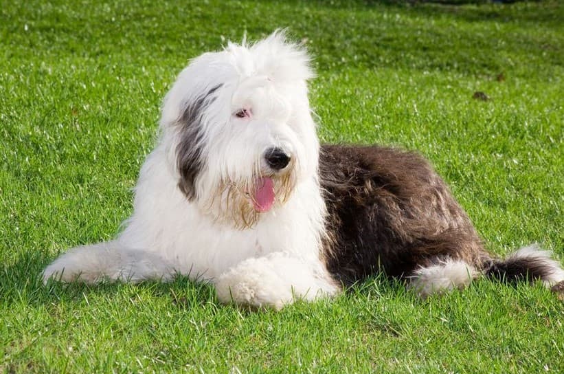 Immagine di un Bobtail disteso sull'erba