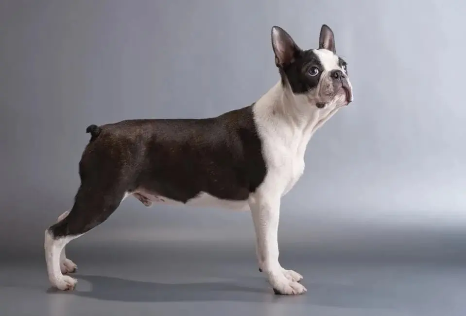 Boston Terrier: immagine introduttiva