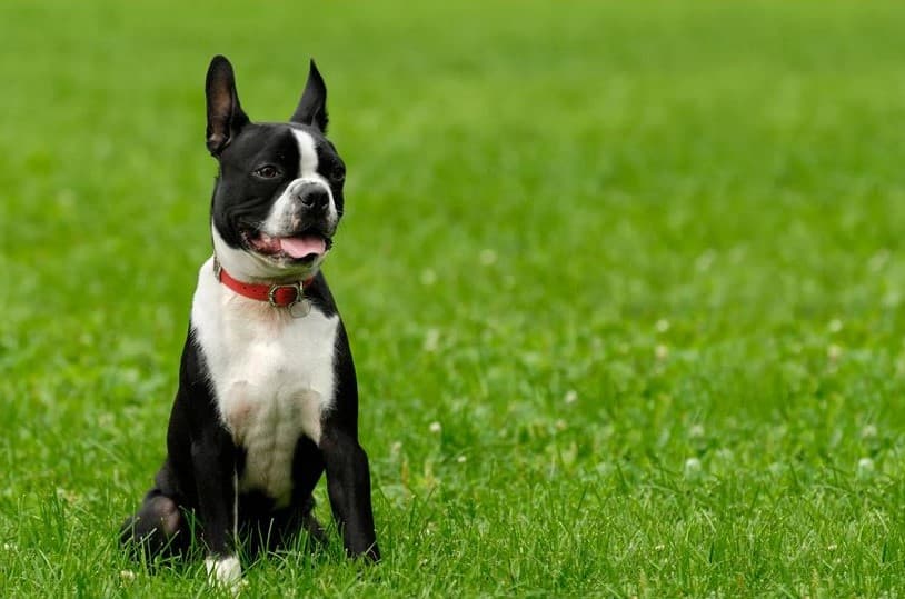 Immagine di un Boston terrier seduto su un prato