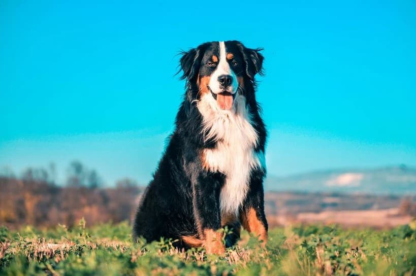 Immagine di un Bovaro del Bernese seduto su un prato