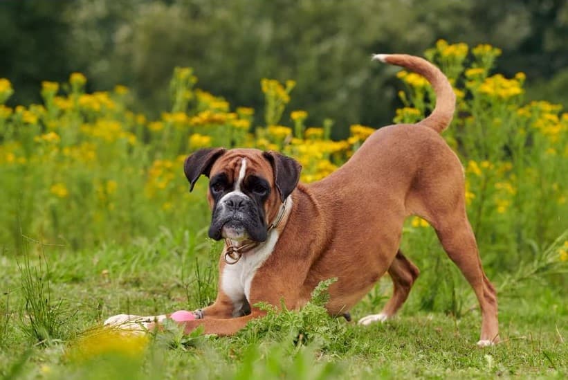 Immagine di un Boxer che gioca all'aperto
