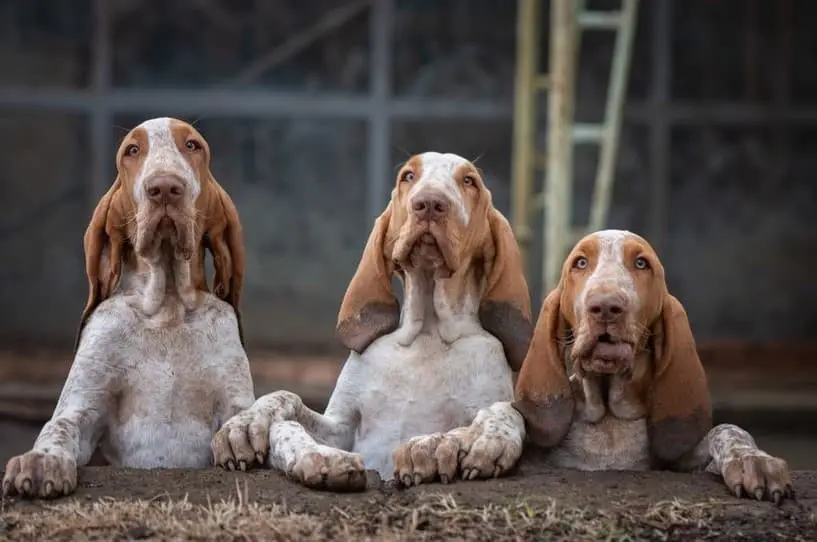 Bracco Italiano: immagine introduttiva