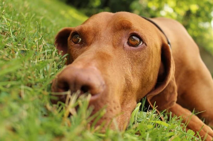 Immagine di un Bracco Ungherese Vizsla disteso sull'erba
