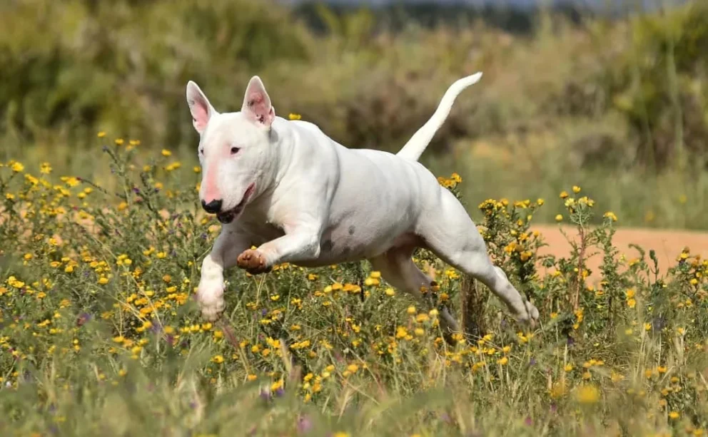 Bull Terrier: immagine introduttiva