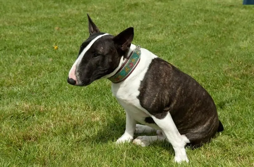 Immagine di un Bull Terrier seduto sull'erba