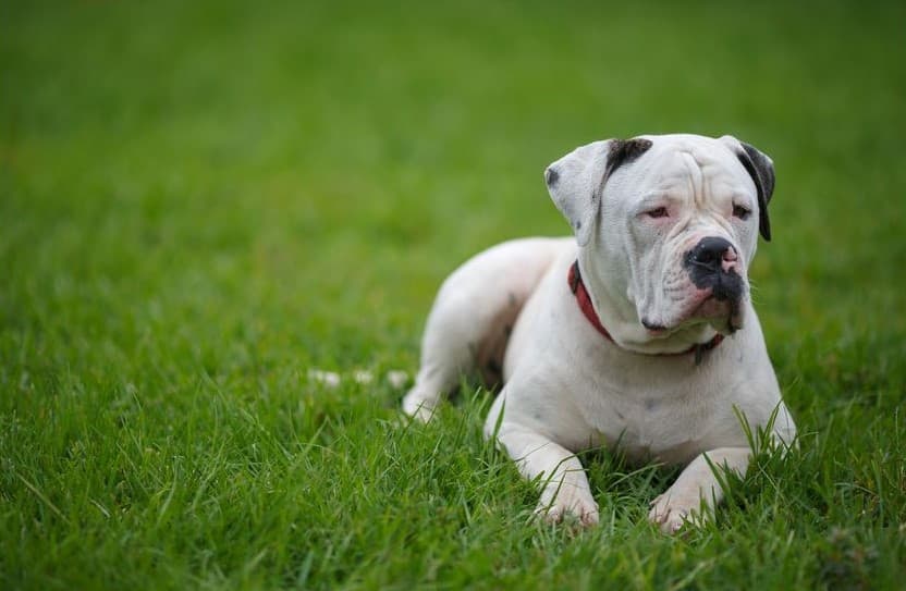Immagine di un Bulldog Americano disteso sull'erba