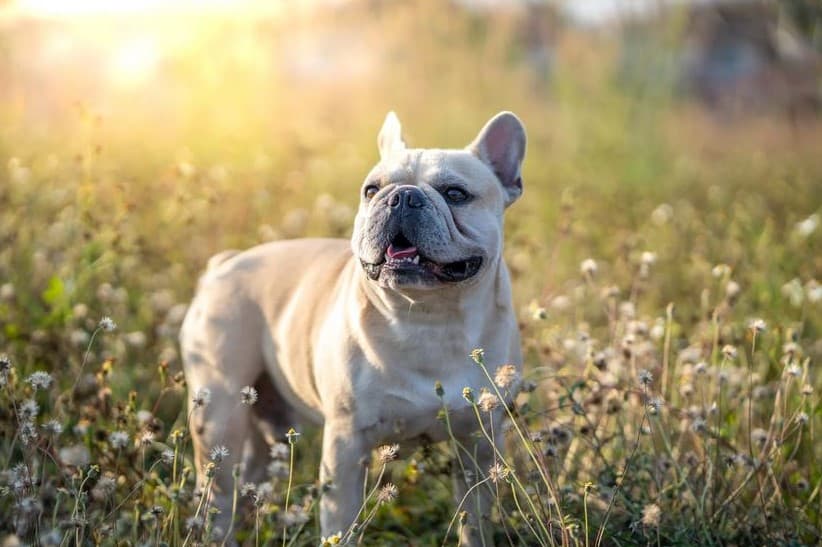 Immagine di un Bulldog Francese che gioca nell'erba