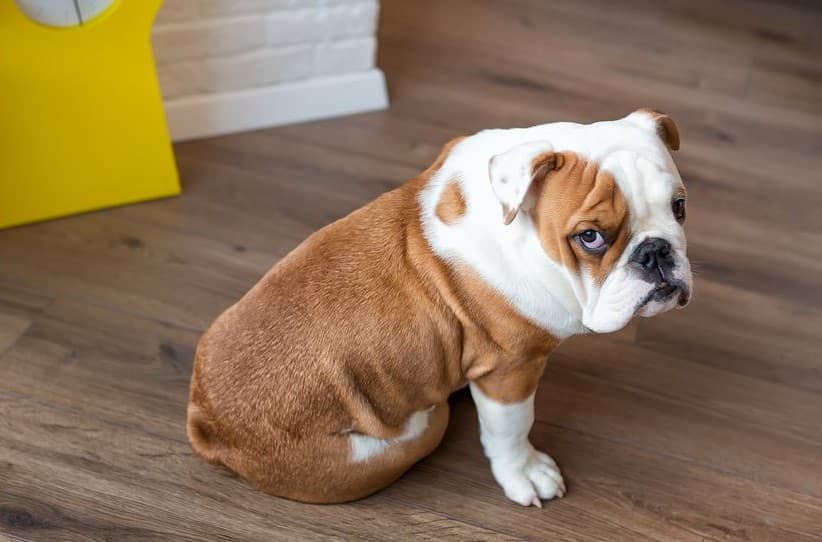 Immagine di un Bulldog Inglese seduto