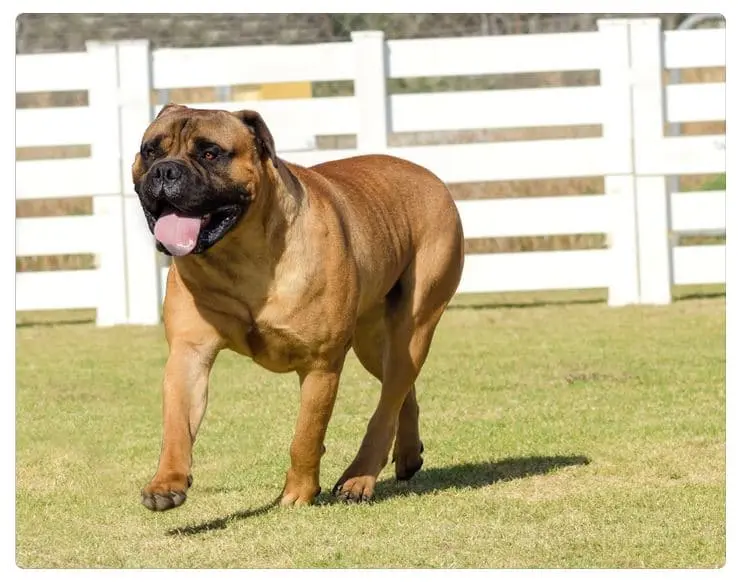 Immagine di un Bullmastiff che gioca nel prato