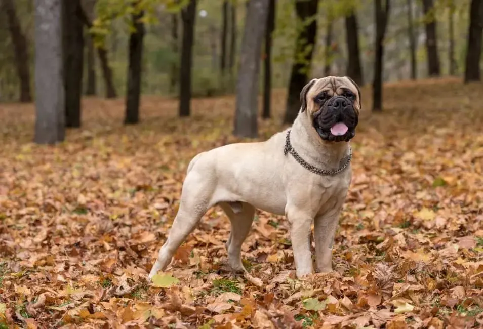 Bullmastiff: immagine introduttiva