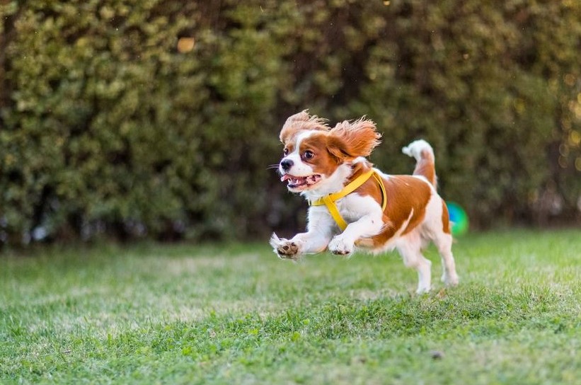 Immagine di un Cavalier King Charles Spaniel che corre sul prato