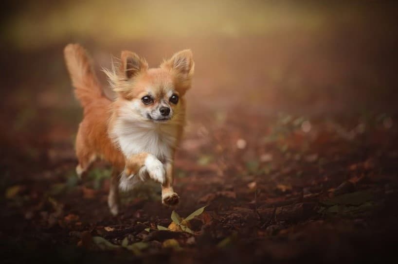 Immagine di un Chihuahua che corre